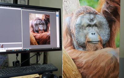 Work in Progress Video of Male Orangutan