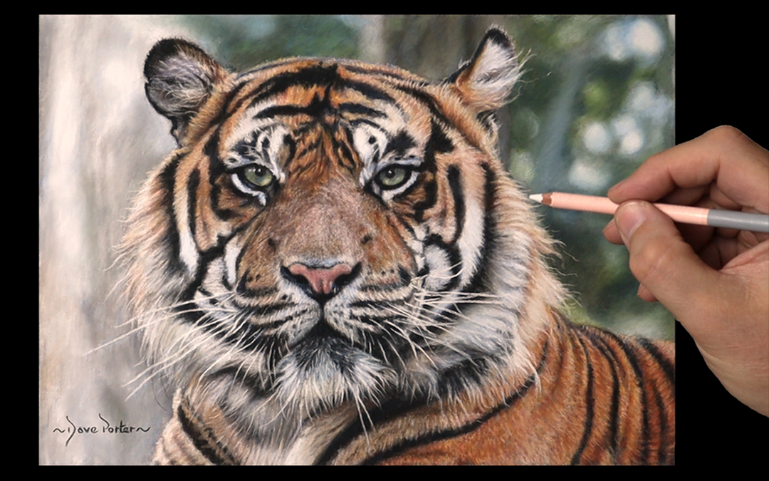 How to Draw a Tiger | Tiger drawing, Tiger art drawing, Tiger sketch